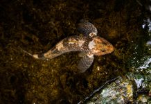 Descoperire uimitoare în Munții Făgăraș: 58 de exemplare dintr-o specie de pești contemporană cu dinozaurii