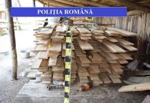 O firmă de exploatarea lemnului din Voila a fost amendată, iar cheresteaua deținută ilegal a fost confiscată