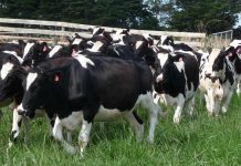 Crescătorii de animale primesc un sprijin financiar în valoare de peste 1,39 milioane lei