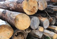 Doi bărbați au fost amendați, dar au rămas și fără lemnul furat