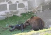 Bărbat mușcat de urs la Porumbacul de Sus. Victima a fost transportată la spital cu răni grave la picioare