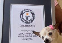 Cel mai bătrân câine din lume, Pebbles, a murit la vârsta de 22 de ani