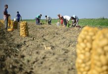 Producătorii agricoli de legume, fructe şi cartofi vor putea primi un ajutor de la stat de până la 100.000 de euro pe an