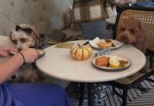 Restaurant de lux pentru câini. Cât costă un meniu pentru patrupezi
