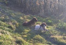 O haită de câini terorizează satele Corbi, Feldioara, Viștișoara și Viștea de Sus. Ce pagube au produs în gospodării