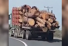 La furat de lemne cu camionul, pe acte 22 mc, iar pe remorcă 32 mc