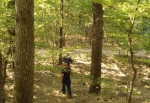 Hoții de arbori. Au tăiat ilegal 572 mc gorun din pădurea Jibertului. Prejudiciul depășește 435.000 lei