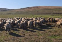 Fermierii pot depune cereri la APIA pentru subvenții în sectorul creșterii animalelor, pentru 2023