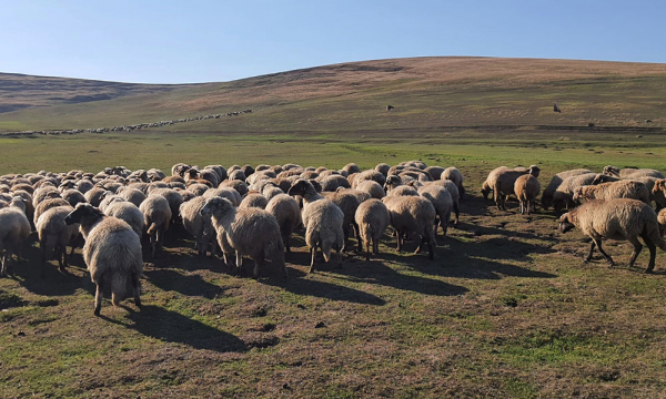 0edcf45e1fd49ccc13cc1936b5567837_L