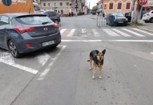 Foto. Haos în centrul Făgărașului după interzicerea circulației pe strada Republicii. HCL care îi scandalizează pe făgărășeni