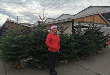 Video și foto. Au apărut brazii în Piața Agroalimentară. Cel mai ieftin, 50 lei, iar cu cel mult 200 lei poți cumpăra un brad de 3 metri