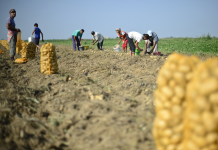 Producătorii agricoli de legume, fructe şi cartofi vor putea primi un ajutor de la stat de până la 100.000 de euro pe an