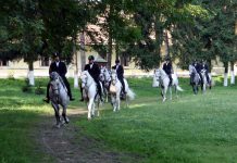 Foto. Lipițanii de la Herghelia Sâmbăta de Jos, patrimoniu universal