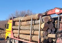 Furt de lemn cu tirul. Transport ilegal de lemn la Șinca Veche și Sâmbăta de Sus