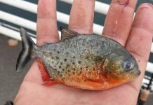 Piranha, specie de pește agresivă, găsită în Crișul Repede. Peștele este originar din America de Sud