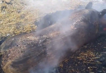 Care sunt condițiile legale pentru tăierea porcului în 2022. Recomandările ANSVSA