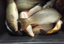 InfoCons avertizează: „Nu cumpărați pește sau produse din pește, dacă aveți suspiciuni privind gradul de prospețime”