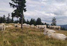 Fost primar trimis în judecată de DNA alături de o asociație agricolă. Au încasat ilegal subvenții de peste 830.000 lei