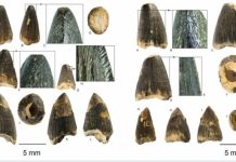 Dinții crocodililor care au trăit pe malul actual al Oltului, expuși la muzeu