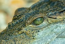 O specie de crocodili gigant a trăit în Munții Făgăraș, descoperire a paleontologilor de la UBB, Muzeul Brukenthal și Muzeul Țării Crișurilor