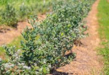 Fraudă cu fonduri europene. Administratorii unei firme din Făgăraș, trimiși în judecată de DNA, prejudiciul constatat fiind de 375.000 euro