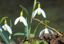 Din cauza căldurii neobișnuite pentru ianuarie au înflorit ghioceii în mai multe zone din România și Moldova