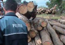 În 2022 au fost întocmite peste 9200 dosare penale pentru infracțiuni silvice și aplicate amenzi de 23 milioane de lei