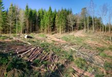 Doi bărbați din Comăna, prinși la tăiat de pini din pădurea din zonă