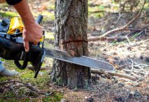 A murit strivit de copacul pe care-l tăia. Bărbatul lucra pentru o firmă de exploatare a lemnului din Recea