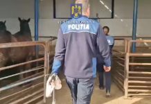 33 DE ANIMALE SALVATE de la tăiere la abatorul de la Ucea de Jos. Grupul infracțional a fost destructurat DE CĂTRE POLIȚIȘTI