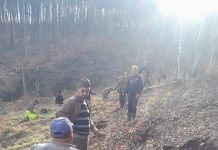 Foto. Acțiune de împădurire la Veneția de Sus. ,,S-au plantat puieți de fag și paltin de munte“ spune primarul Ovidiu Ovesea