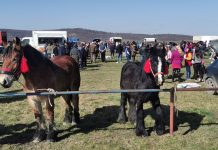 Video. Controale la Târgul de animale de la Veneția de Jos. Unii deținători de cai au fost amendați. 5000 euro a fost prețul celui mai frumos cal din târg, amenzile, dar .