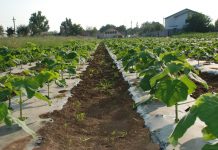 APIA primește Cereri de plată aferente anului 2023 pentru schema de ajutor de stat „Servicii de silvomediu, servicii climatice și conservarea pădurilor”
