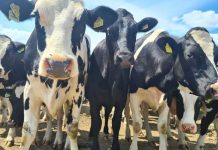 Crescătorii de animale primesc un sprijin financiar în valoare de peste 15,82 milioane lei