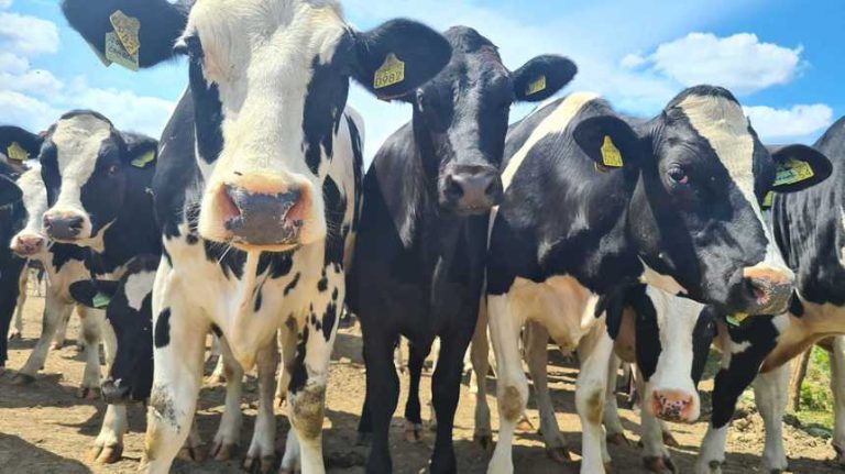 Sprijin financiar în valoare de peste 15,82 milioane lei pentru crescătorii de animale prin APIA