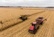APIA acordă măsuri de sprijin de urgență pentru producătorii agricoli din sectorul cereale