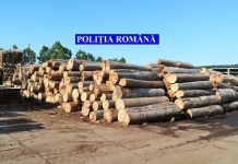 Amenzi de 9000 lei și confiscarea a 93 mc de material lemnos la Șinca Nouă