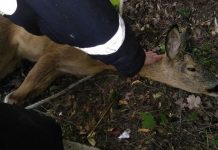 Pompierii au salvat o căprioară ajunsă în Făgăraș