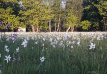 Duminică, festivalul narciselor în Dumbrava Vadului din comuna Șercaia