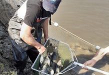 Acțiune de repopulare cu puiet de crap românesc în lacul de la barajul Voila