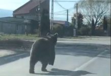 Un urs în orașul Victoria, pe Aleea Uzinei monitorfg