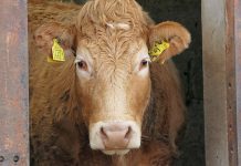 Crescătorii de animale primesc subvențiile aferente lunii martie. Suma autorizată la plată pentru județul Brașov este 610.399 lei