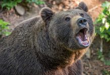 Despăgubiri de 200.000 lei pentru victimele urșilor. Jumătate din dosarele din județul Brașov au fost rezolvate