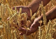 APIA acordă sprijin financiar de peste 99,2 milioane lei pentru producătorii din sectorul cereale