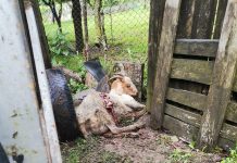 Foto. Un urs atacă gospodăriile din Cuciulata. Unui localnic i-a omorât câteva capre și a rănit un porc