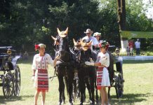 Un nou spectacol ecvestru la Herghelia de lipițani de la Sâmbăta de Jos, sâmbătă, începând cu ora 11.00