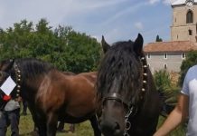 Foto și Video. Festivalul fânului, la Șoarș. Paradă și concurs de cai. Cel mai frumos cal stabilit de juriu, Mura