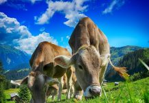 APIA eliberează adeverințe crescătorilor de animale care doresc să acceseze credite bancare