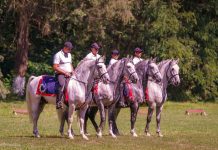Spectacol ecvestru la Herghelia de lipițani de la Sâmbăta de Jos sâmbătă, începând cu ora 11.00