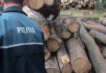 La furat de lemne pe Valea Netotului. Doi bărbați din Recea au dosar penal